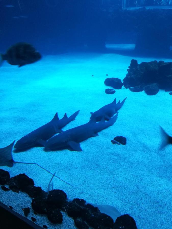 Las Canteras Aquarium Las Palmas de Gran Canaria Dış mekan fotoğraf